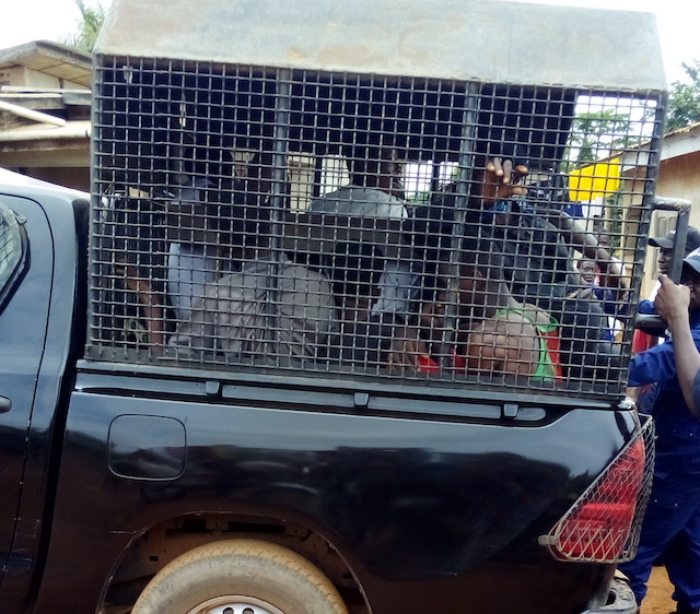 arrestation_zaly